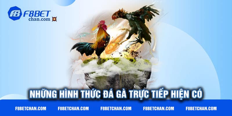 Các hình thức đá gà trực tiếp hiện nay