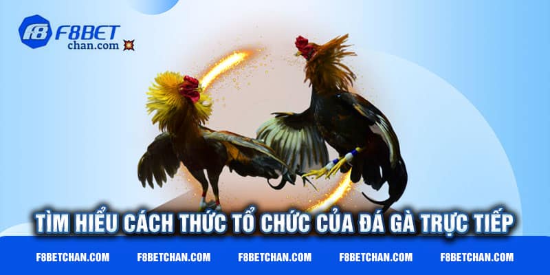 Cách thức tổ chức của đá gà trực tiếp