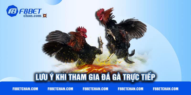 Những ghi chú quan trọng khi chơi đá gà trực tiếp