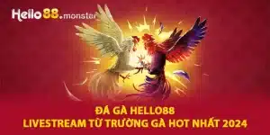 Đá gà hello88 liversteam từ trường gà hot nhất 2024