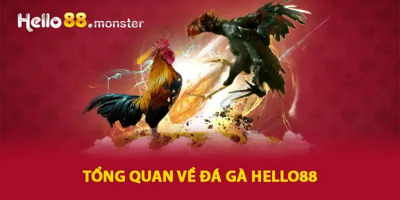 Tổng quan về cá cược đá gà HELLO88